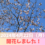 うらかわ優駿さくらロードで4月22日（月）桜開花宣言